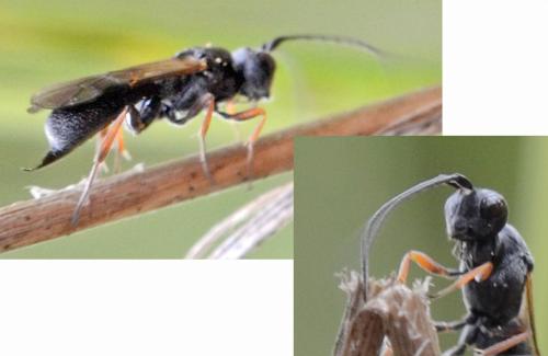Ascogaster sp.